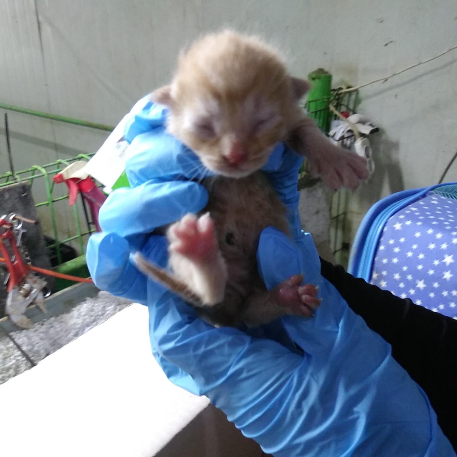 인천광역시수의사회_428353202400510
