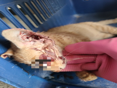 종료(자연사) 믹스…