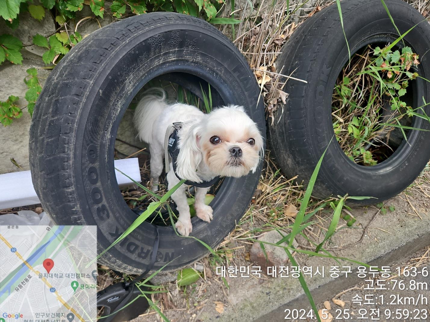 종료(반환) 말티즈…