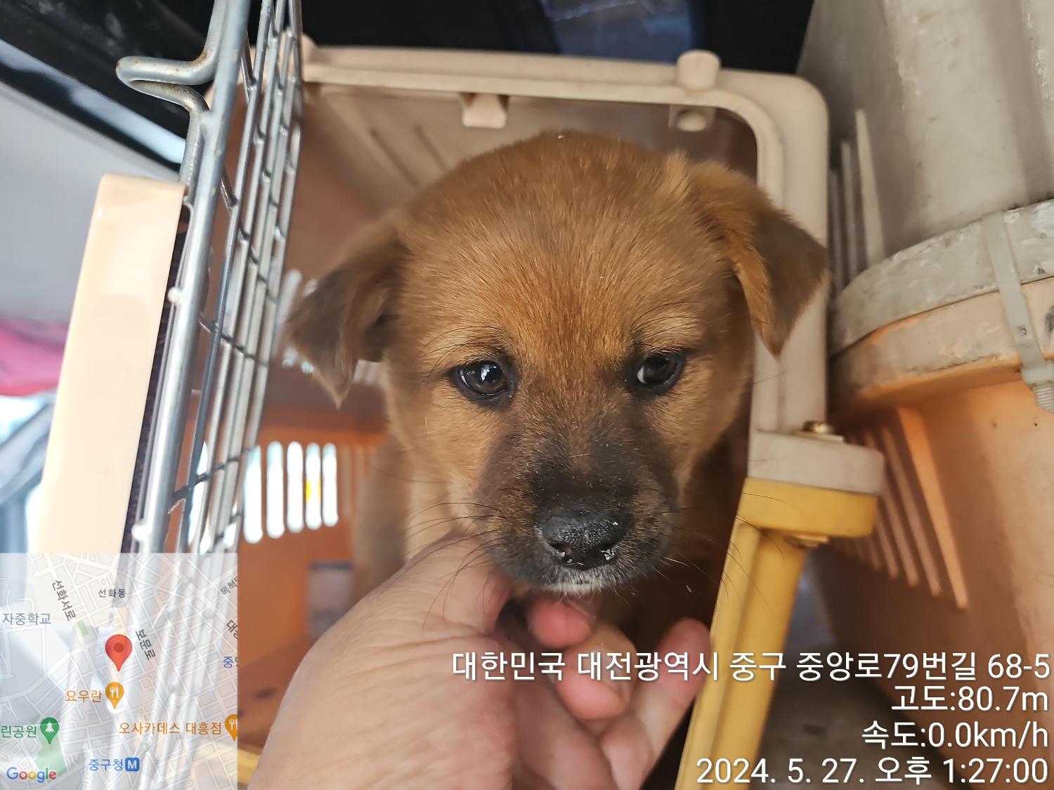보호중 믹스견의 가…