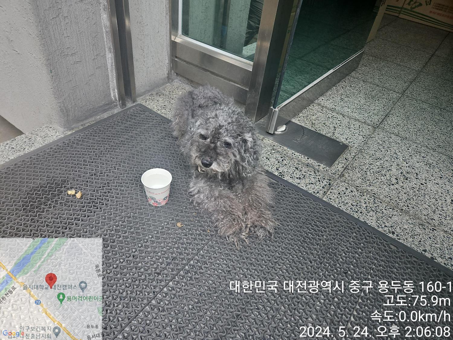 보호중 믹스견의 가…