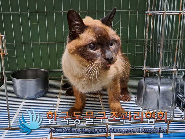 종료(반환) 샴의 …