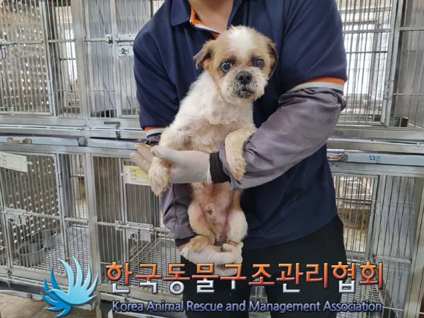 보호중 시츄의 가족…