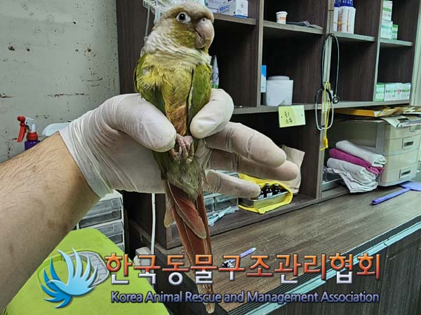 보호중 앵무새의 가…