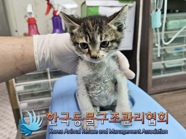 한국동물구조관리협회_411306202400435