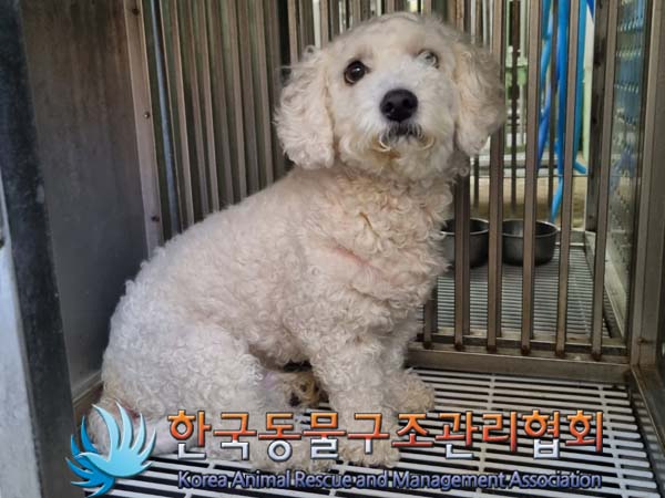 종료(반환) 비숑 …