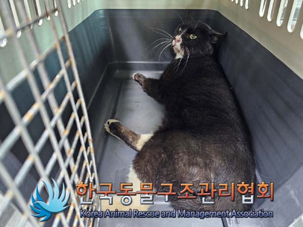 종료(안락사) 한국…