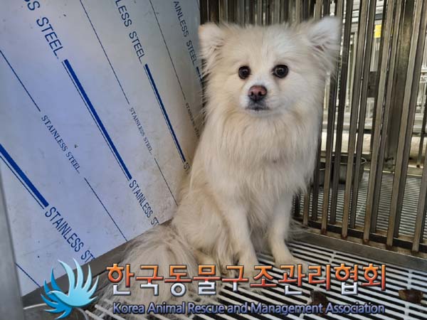 종료(입양) 스피츠…