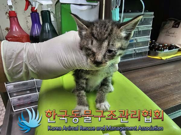 종료(자연사) 한국…