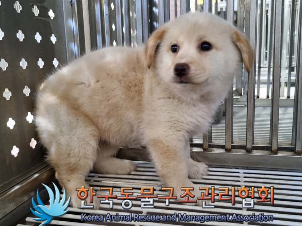 종료(안락사) 믹스…