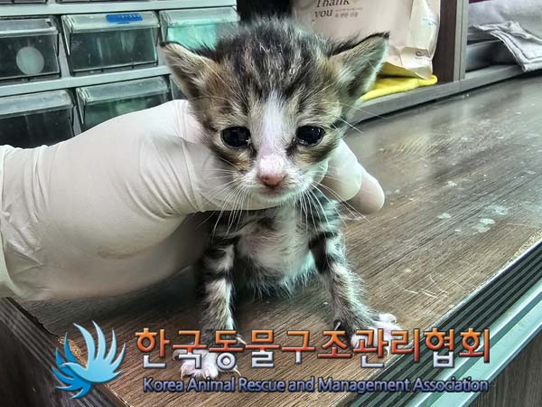 종료(자연사) 한국…
