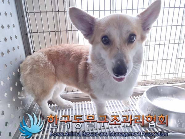종료(반환) 웰시 …