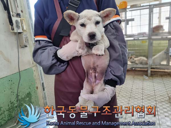 한국동물구조관리협회_441398202400201
