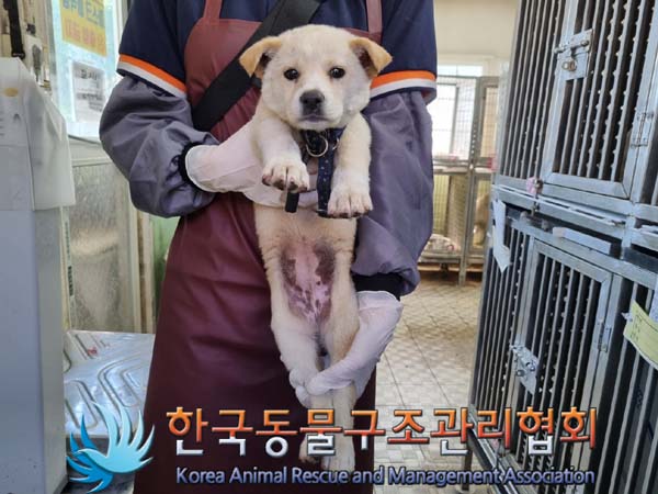 종료(안락사) 믹스…