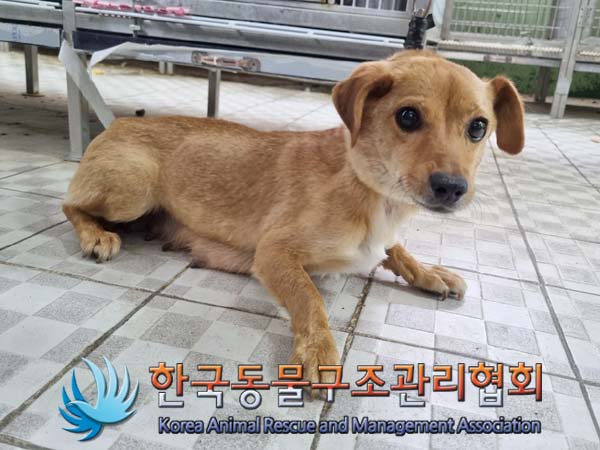 한국동물구조관리협회_441560202400582