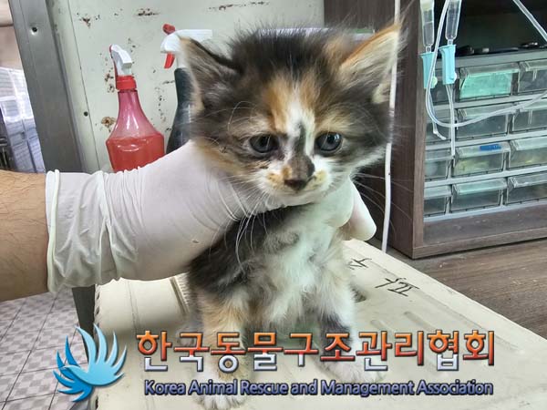종료(자연사) 한국…