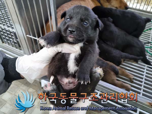 한국동물구조관리협회_441560202400587