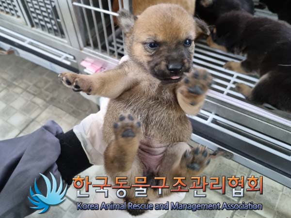 종료(안락사) 믹스…