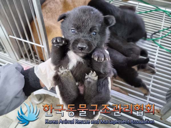 한국동물구조관리협회_441560202400588