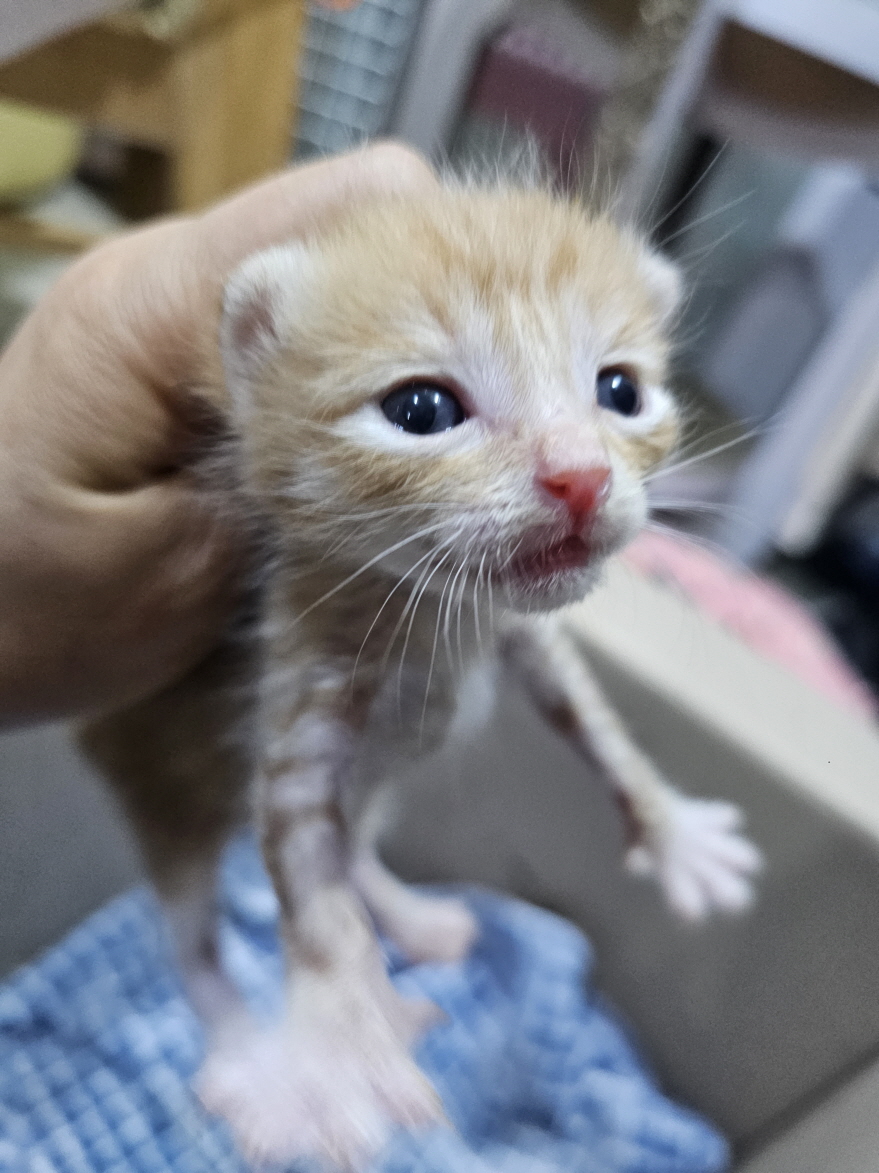 보호중 한국 고양이…
