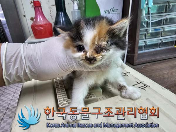 한국동물구조관리협회_441406202400894