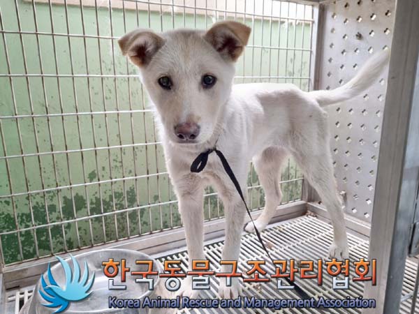 한국동물구조관리협회_441398202400203