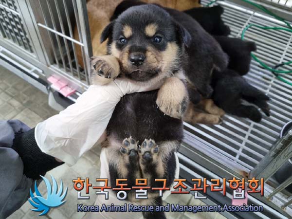 한국동물구조관리협회_441560202400585