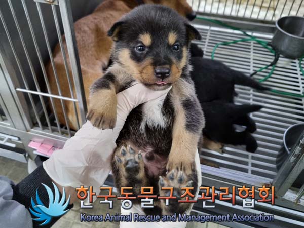 종료(자연사) 믹스…