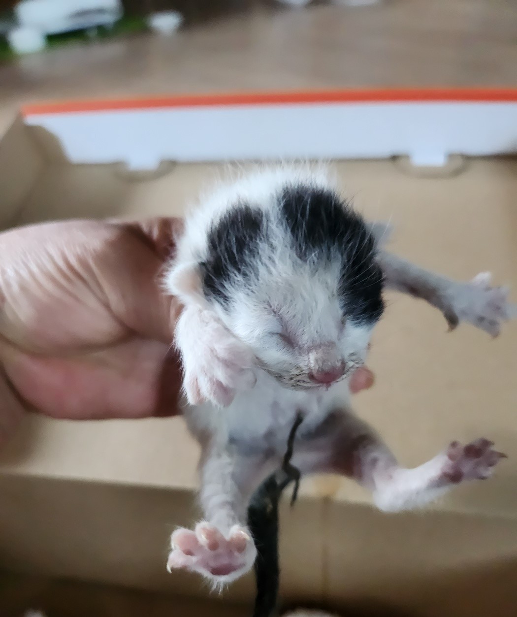 울산유기동물보호센터_431370202400404
