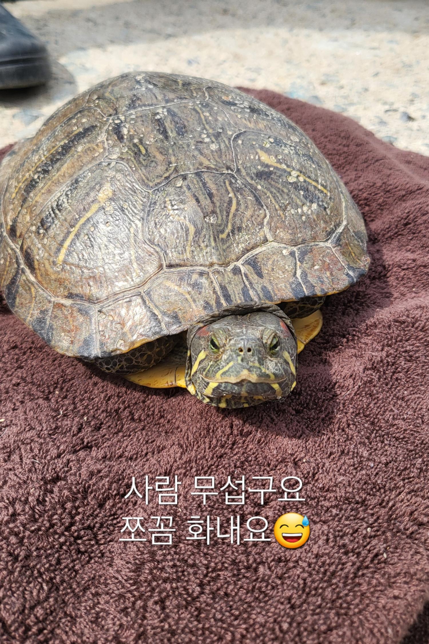 보호중 붉은 귀 거…