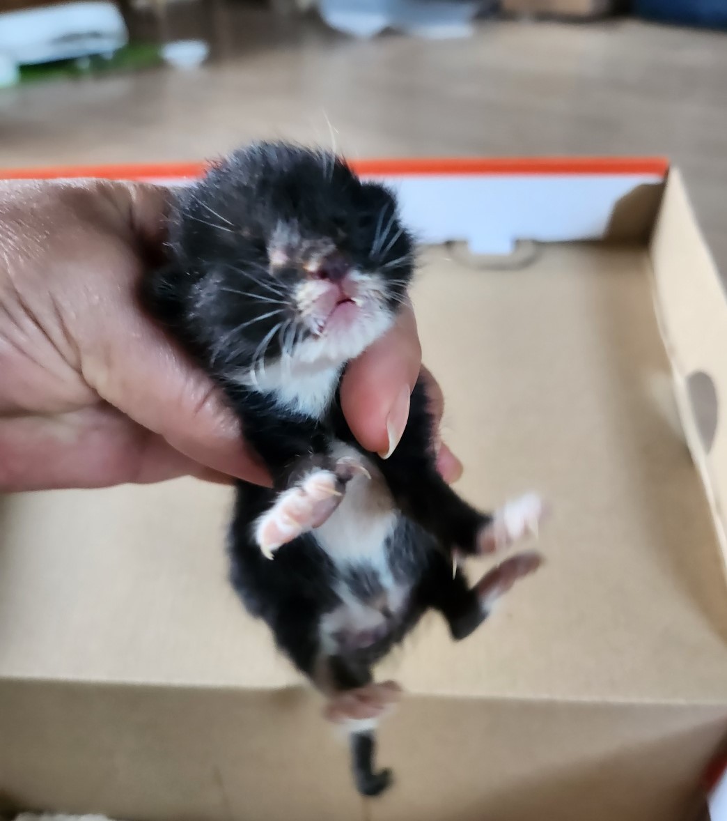 울산유기동물보호센터_431370202400405
