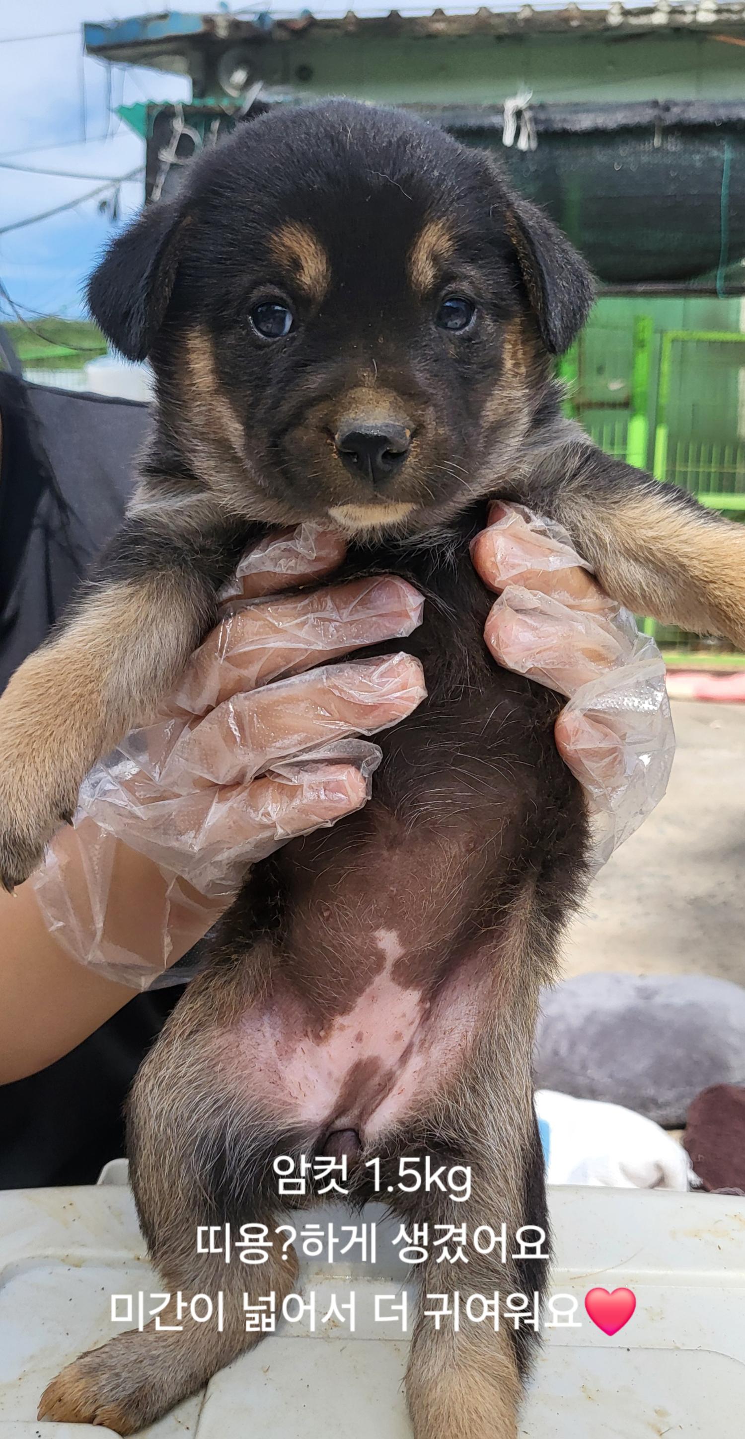 울산유기동물보호센터_431373202400708
