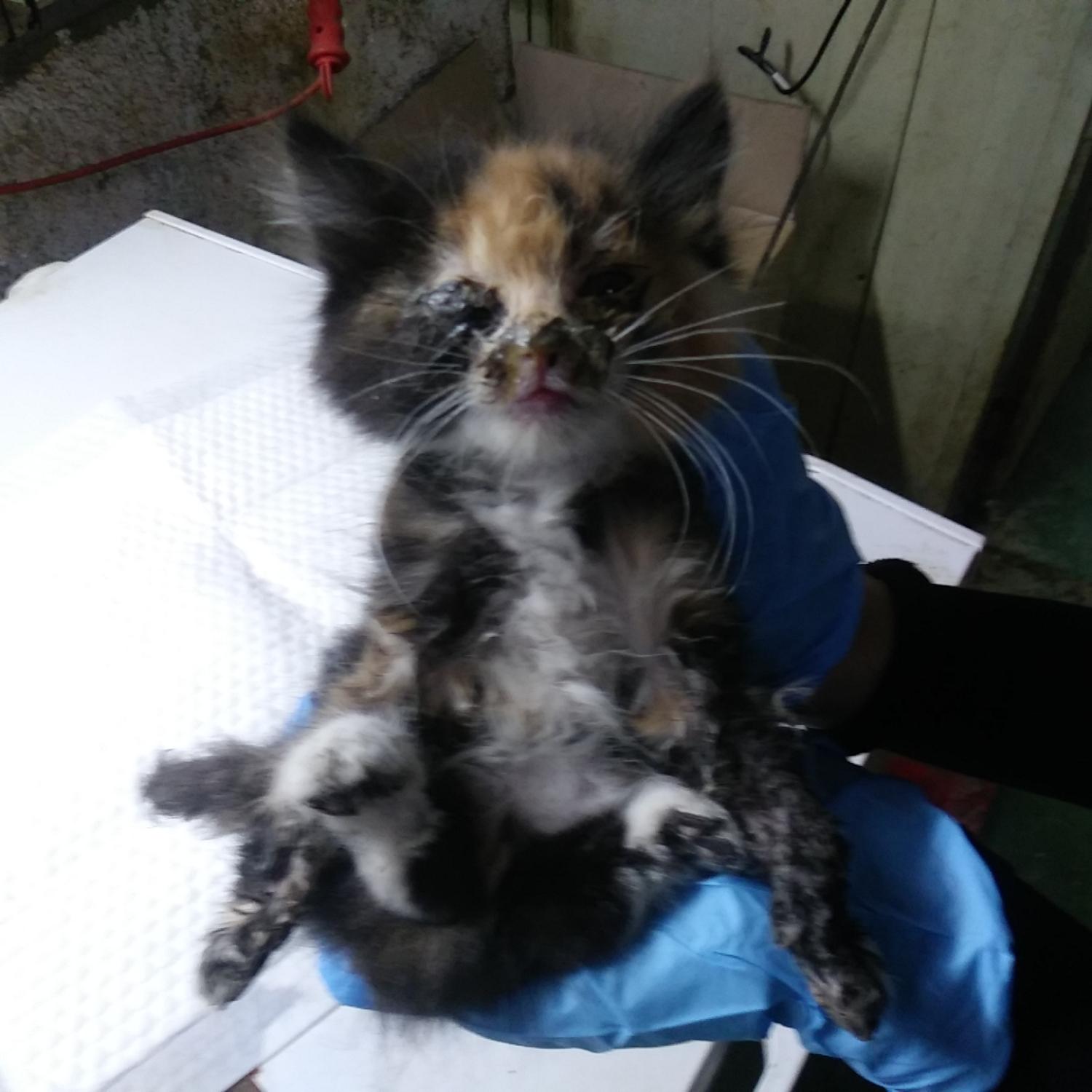 종료(자연사) 한국…