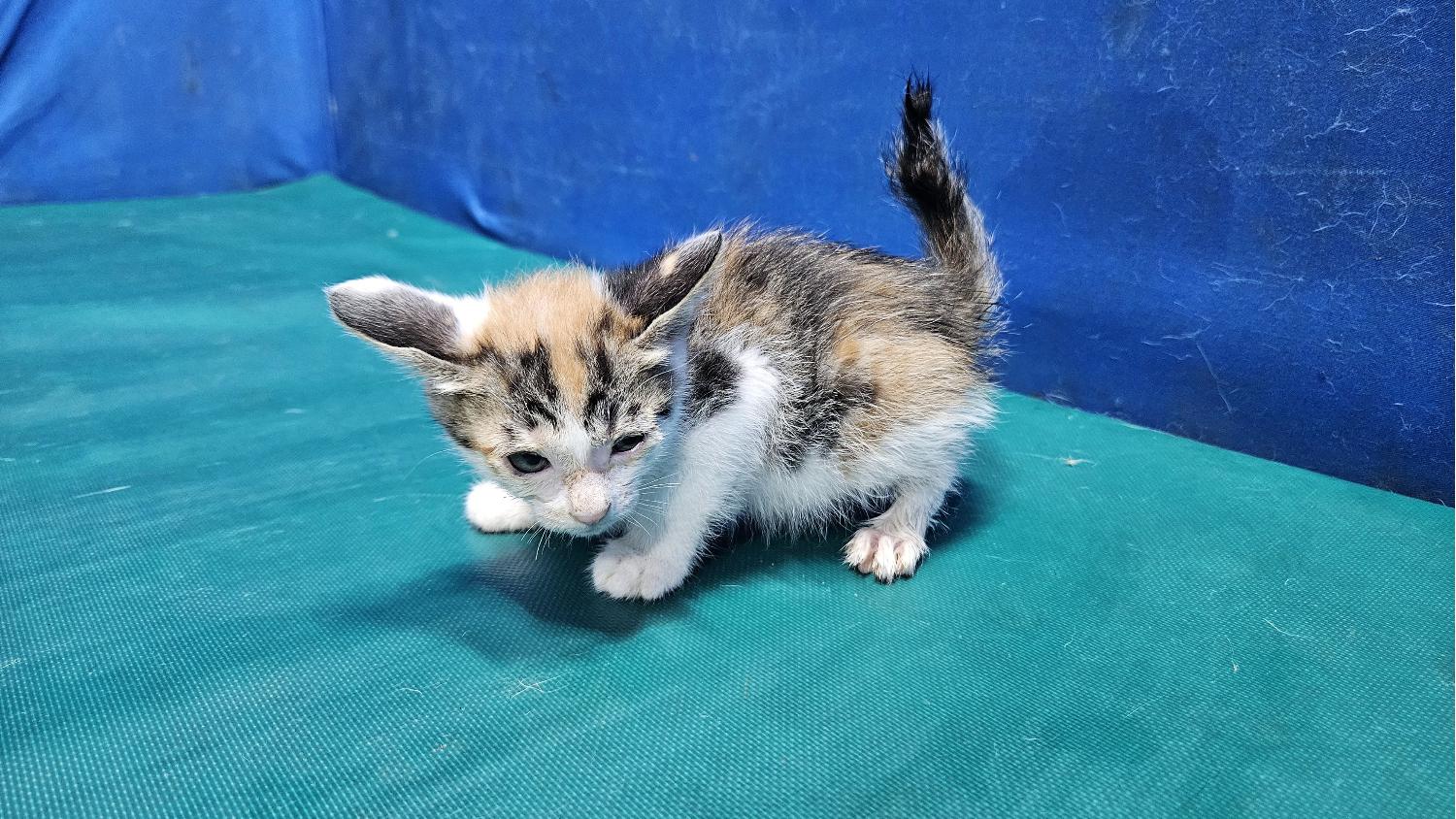 [고양이] 한국 고양이 경북-경산-2024-00286 유기동물 배경 이미지 입니다.