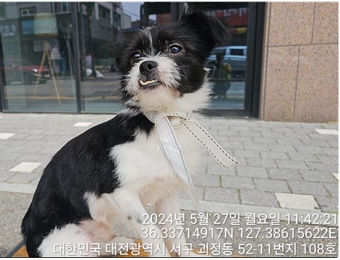 종료(반환) 믹스견…