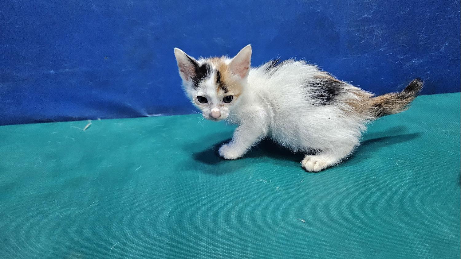 [고양이] 한국 고양이 경북-경산-2024-00287 유기동물 배경 이미지 입니다.