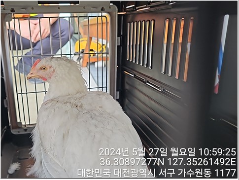 종료(입양) 닭의 …