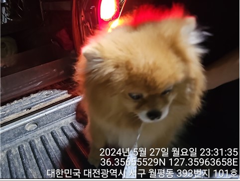 종료(반환) 포메라…