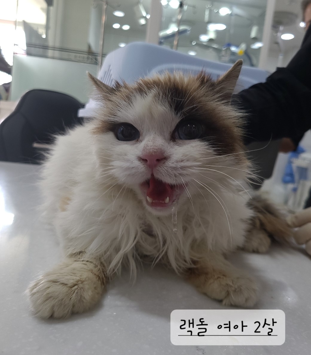 보호중 레그돌의 가…