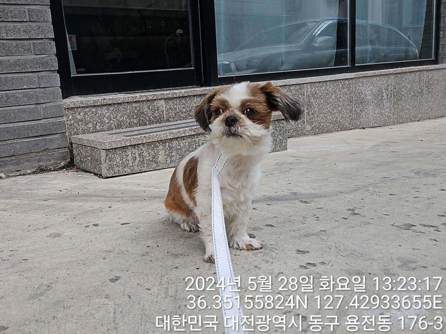 종료(반환) 시츄의…