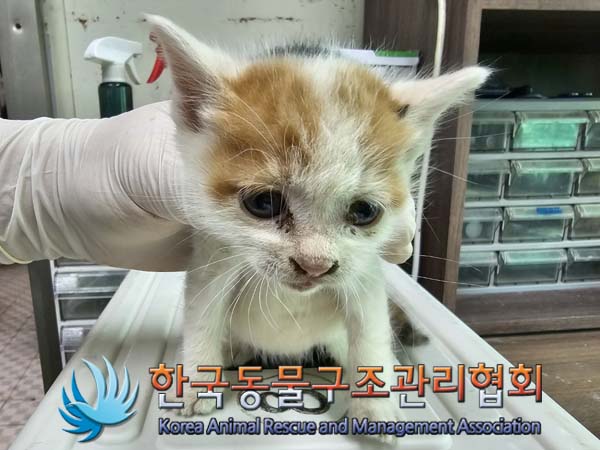 종료(자연사) 한국…