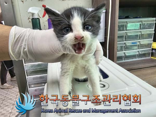 한국동물구조관리협회_441406202400902
