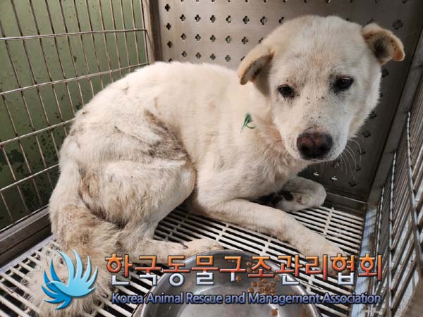 종료(안락사) 믹스…
