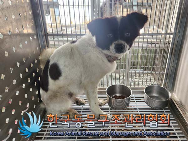 종료(안락사) 믹스…