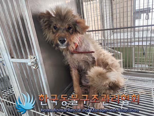 종료(안락사) 믹스…