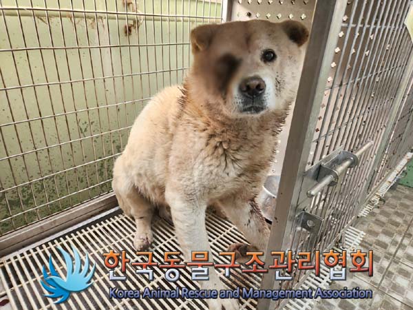 종료(안락사) 믹스…