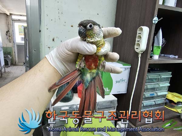보호중 앵무새의 가…