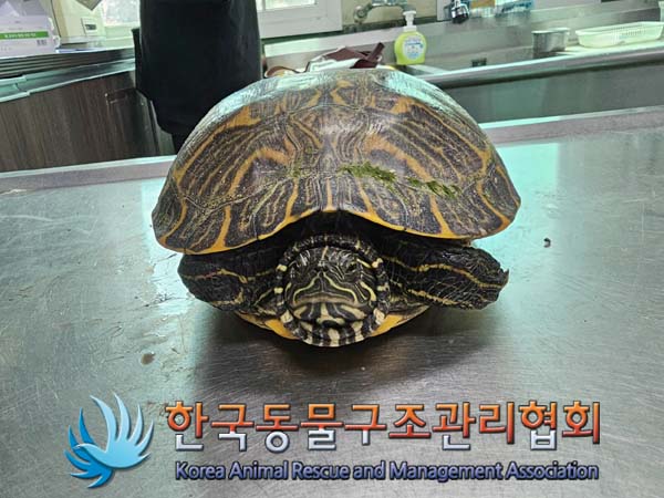 종료(안락사) 거북…