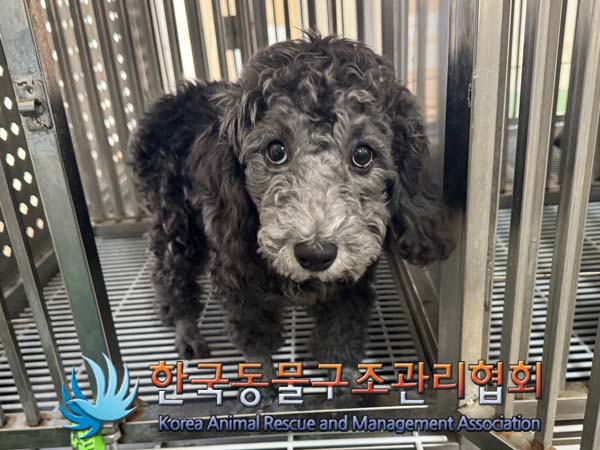 종료(입양) 푸들의…