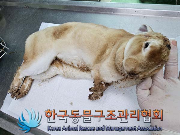 종료(자연사) 토끼…
